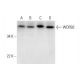 WDR92 Antibody (D-4) - Western Blotting - Image 293098 