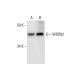 WDR92 Antibody (D-4) - Western Blotting - Image 294092