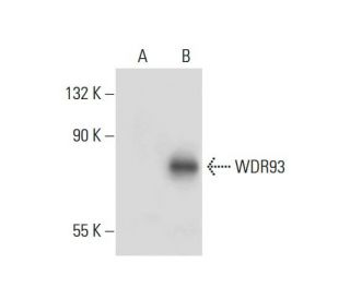 WDR93 Antibody (A-4) - Western Blotting - Image 297990