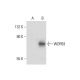 WDR93 Antibody (A-4) - Western Blotting - Image 297990