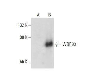 WDR93 Antibody (A-5) - Western Blotting - Image 297987
