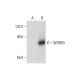 WDR93 Antibody (A-5) - Western Blotting - Image 297987