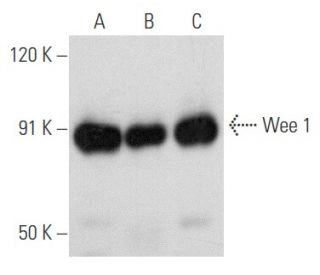 western blotting image from recommended Wee 1 (B-11) monoclonal antibody replacement. Image 354683