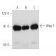 western blotting image from recommended Wee 1 (B-11) monoclonal antibody replacement. Image 354683