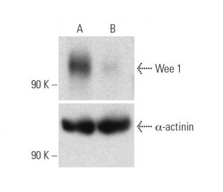 Wee 1 Antibody (B-11) - Western Blotting - Image 317918