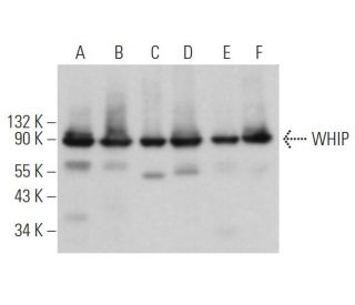 WHIP Antibody (A-8) - Western Blotting - Image 365480 