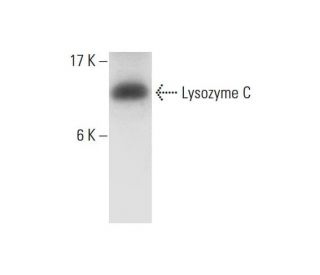 WiDr Cell Lysate: sc-24779. Western blot analysis of Lysozyme C... 