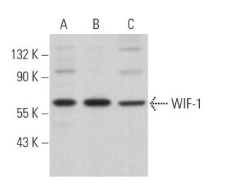 western blotting image from recommended WIF-1 (B-10) monoclonal antibody replacement. Image 368454