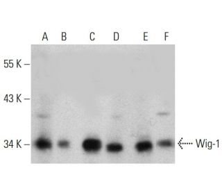 Wig-1 Antibody (C-1) - Western Blotting - Image 388030 