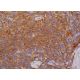 WIP Antibody (C-1) - Immunohistochemistry - Image 380069 
