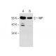 WIP Antibody (C-1) - Western Blotting - Image 286050