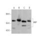 western blotting image from recommended WIP (C-1) monoclonal antibody replacement. Image 358723