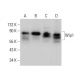 western blotting image from recommended Wip1 (F-10) monoclonal antibody replacement. Image 378784