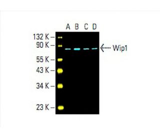 Wip1 Antibody (F-10) - Western Blotting - Image 394235