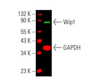 Wip1 Antibody (F-10) - Western Blotting - Image 388237