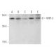 WIPI-3 Antibody (B-7) - Western Blotting - Image 316338 