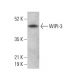 WIPI-3 Antibody (B-7) - Western Blotting - Image 378165