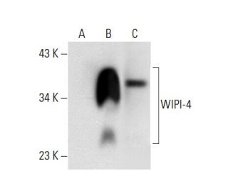 WIPI-4 Antibody (G-12) - Western Blotting - Image 303480 