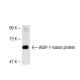 WISP-1 Antibody (A-9) - Western Blotting - Image 44652