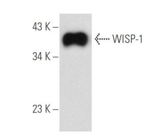 WISP-1 Antibody (C-2) - Western Blotting - Image 53737