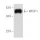 WISP-1 Antibody (C-2) - Western Blotting - Image 53737
