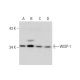 western blotting image from recommended WISP-1 (A-9) monoclonal antibody replacement. Image 135449