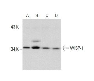 WISP-1 Antibody (A-9) - Western Blotting - Image 135449