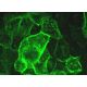 WISP-2 Antibody (B-5) - Immunofluorescence - Image 372715