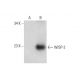 western blotting image from recommended WISP-2 (B-5) monoclonal antibody replacement. Image 314527
