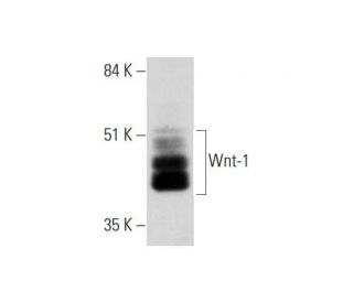 Wnt-1 Antibody (E-10) - Western Blotting - Image 323780SAM Transcription Activation: SAM system utilizing dCas9-VP64, MS2-P65-HSF1, and sgRNA for precise gene transcription activation. 