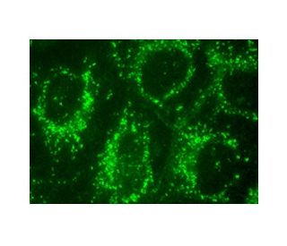 immunofluorescence image from recommended Wnt-10a (A-4) monoclonal antibody replacement. Image 152356