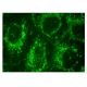 immunofluorescence image from recommended Wnt-10a (A-4) monoclonal antibody replacement. Image 152356
