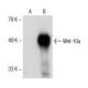 Wnt-10a Antibody (C-9) - Western Blotting - Image 151728 