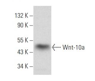 Wnt-10a Antibody (C-9) - Western Blotting - Image 357945 