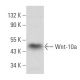 Wnt-10a Antibody (C-9) - Western Blotting - Image 357945 