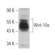 Wnt-10a Antibody (C-9) - Western Blotting - Image 365118