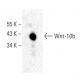Wnt-10b Antibody (F-7) - Western Blotting - Image 398954