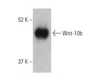 Wnt-10b Antibody (F-7) - Western Blotting - Image 399428 