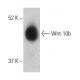 Wnt-10b Antibody (H-8) - Western Blotting - Image 399429 