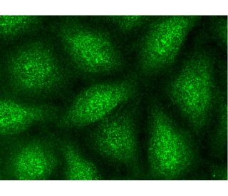 Wnt-11 Antibody (C-8) - Immunofluorescence - Image 145167 