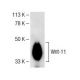 Wnt-11 Antibody (C-8) - Western Blotting - Image 141518