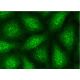 immunofluorescence image from recommended Wnt-11 (C-8) monoclonal antibody replacement. Image 145167
