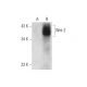 western blotting image from recommended Wnt-2 (E-7) monoclonal antibody replacement. Image 318604