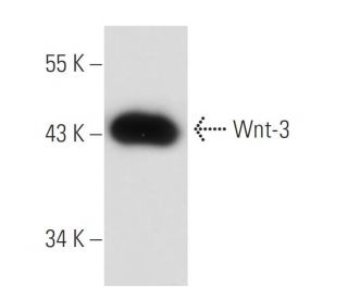 western blotting image from recommended Wnt-3 (D-9) monoclonal antibody replacement. Image 18295