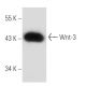 Este anticuerpo policlonal ha dejado de fabricarse. Consulta nuestro anticuerpo monoclonal recomendado <a href="wnt-3-antibody-d-9">Wnt-3 (D-9)</a> (se muestran datos de muestra). western blotting image from recommended Wnt-3 (D-9) monoclonal antibody replacement. Image 18295