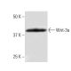 Wnt-3a Antibody (3A6) - Western Blotting - Image 67362
