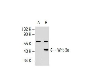 Wnt-3a Antibody (YY-7) - Western Blotting - Image 126049