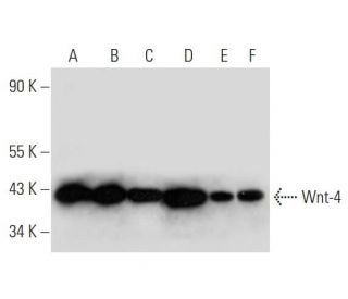 western blotting image from recommended Wnt-4 (B-6) monoclonal antibody replacement. Image 333590