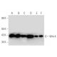 这种多克隆抗体已经停产。请参阅我们推荐的<a href="wnt-4-antibody-b-6">Wnt-4 (B-6)</a>单克隆抗体(显示样本数据)。 western blotting image from recommended Wnt-4 (B-6) monoclonal antibody replacement. Image 333590