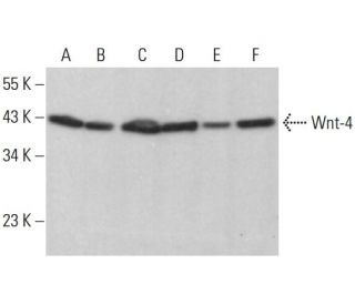 Wnt-4 Antibody (B-6) - Western Blotting - Image 383757 
